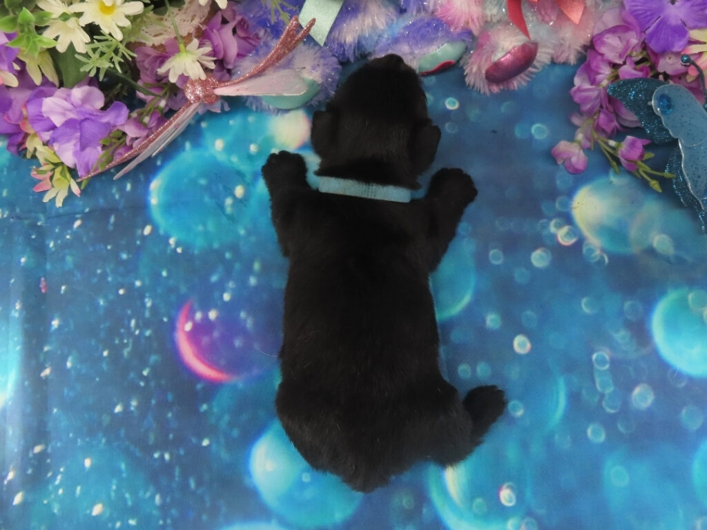Nessie 4wk 5