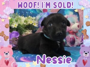 Nessie 4wk FT 3