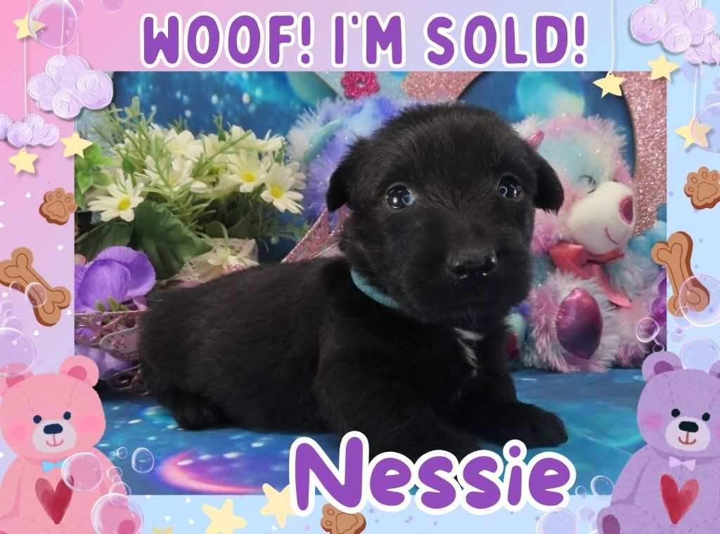 Nessie 4wk FT 3