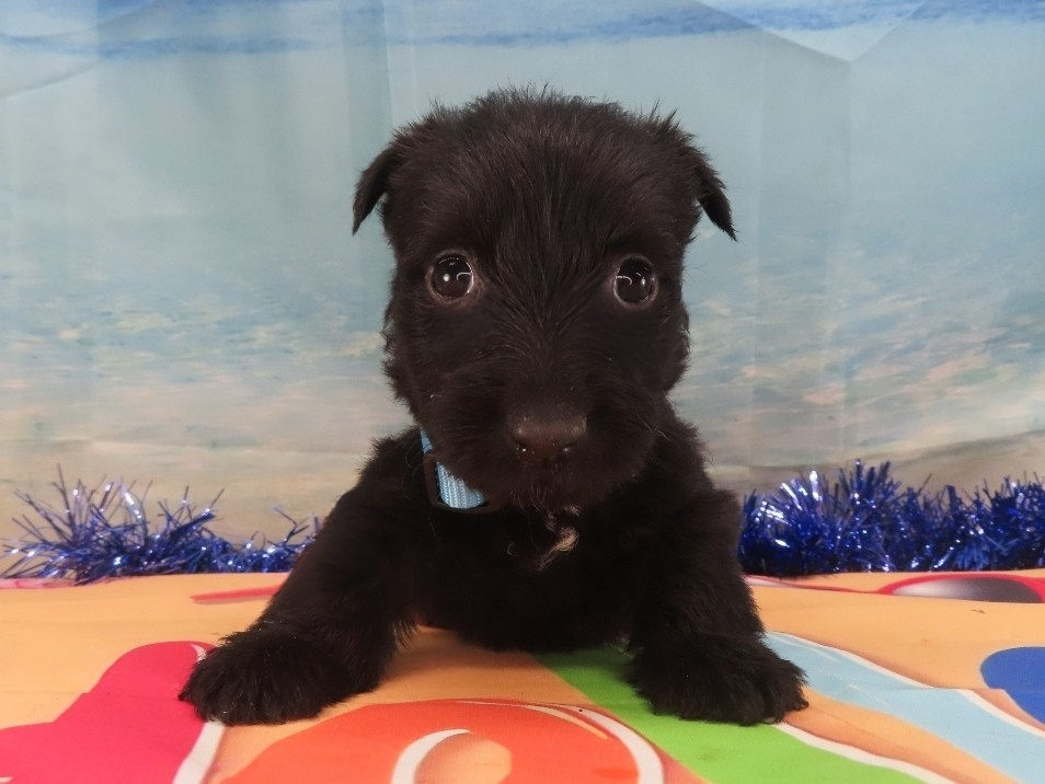 Nessie 5wk 1