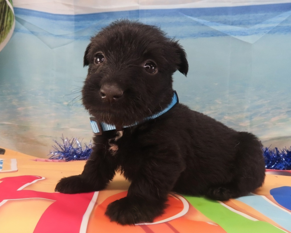 Nessie 5wk 2