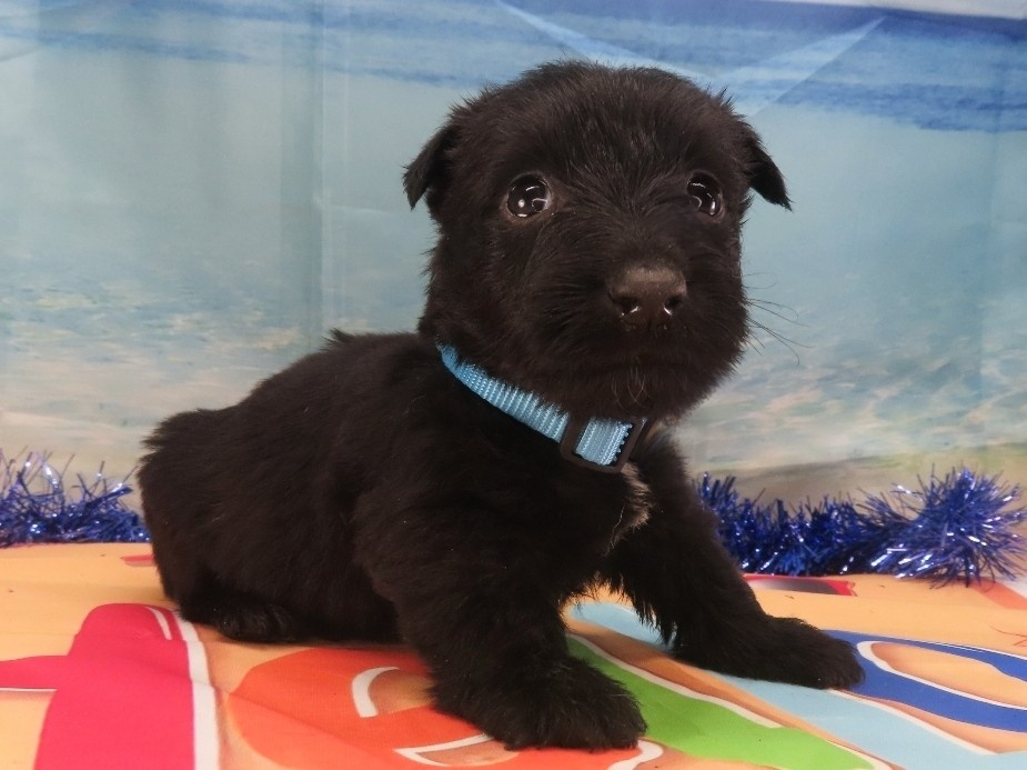 Nessie 5wk 3
