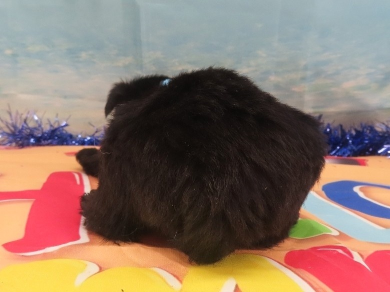 Nessie 5wk 4