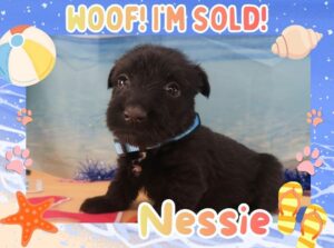 Home 8 Nessie 5wk FT 3
