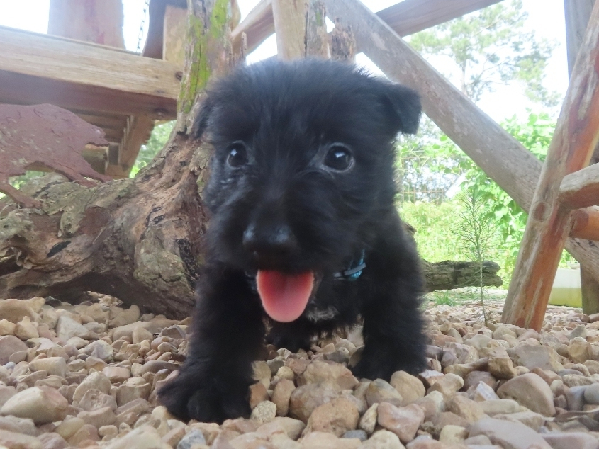 Nessie 6wk 1