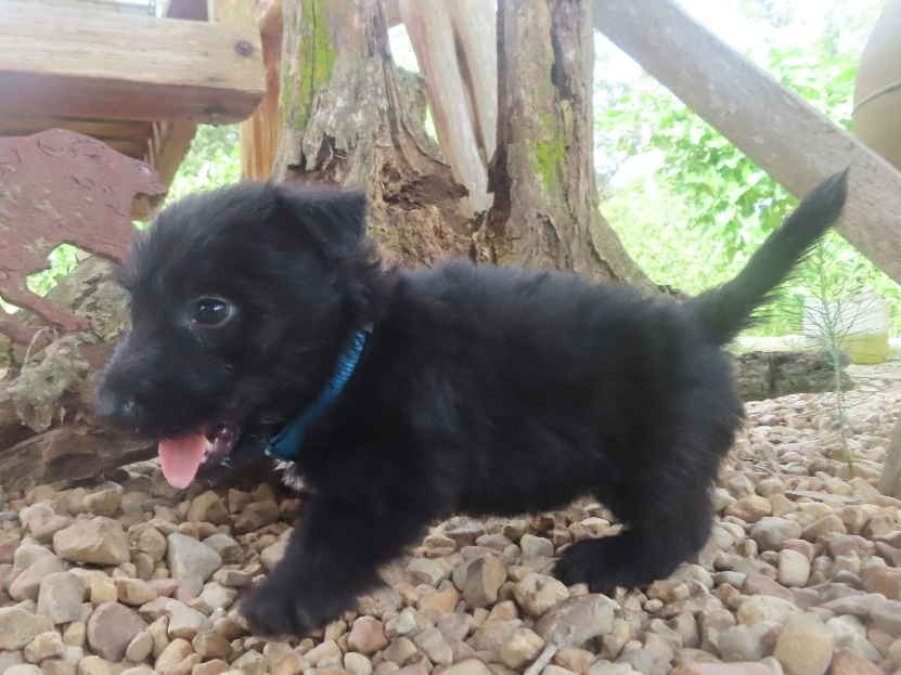 Nessie 6wk 2