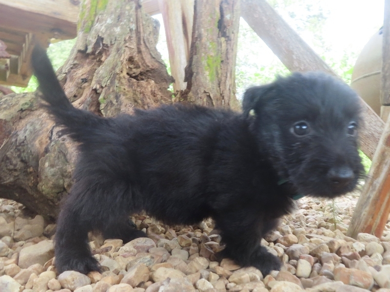 Nessie 6wk 3