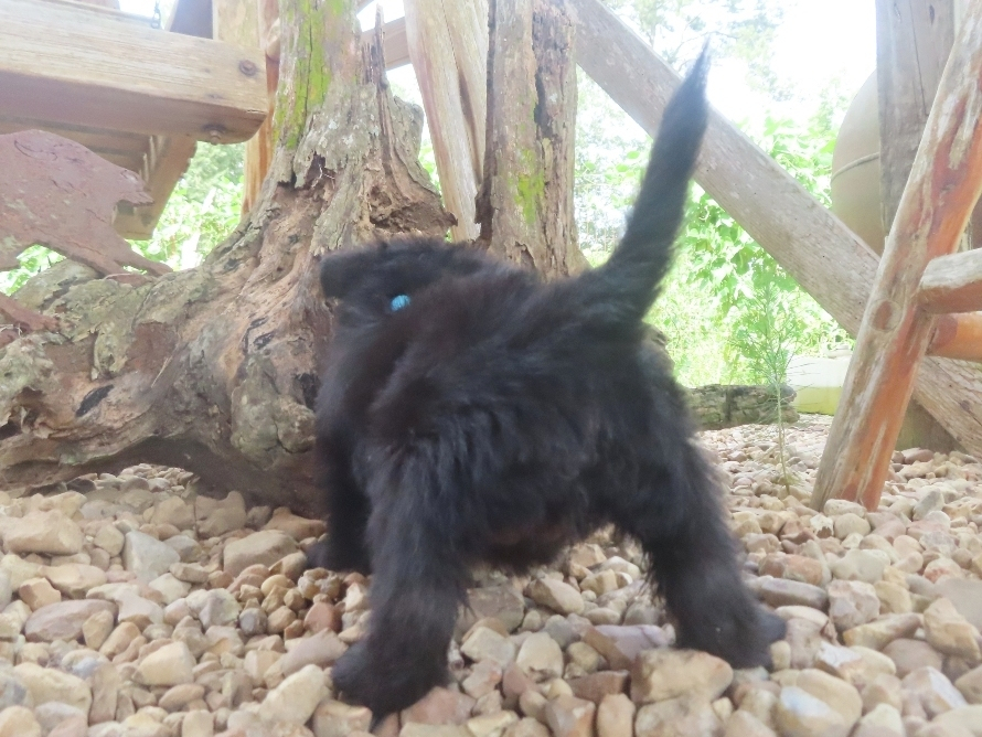 Nessie 6wk 4