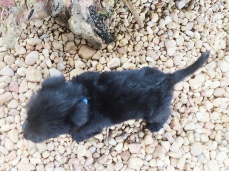 Nessie 6wk 5
