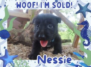 Nessie 6wk FT 3