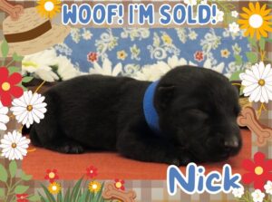 Home 2 Nick 1wk FT 3