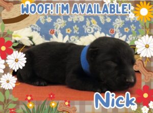 Home 2 Nick 1wk FT
