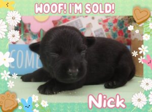Nick 2wk FT 3