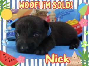 Nick 3wk FT 3