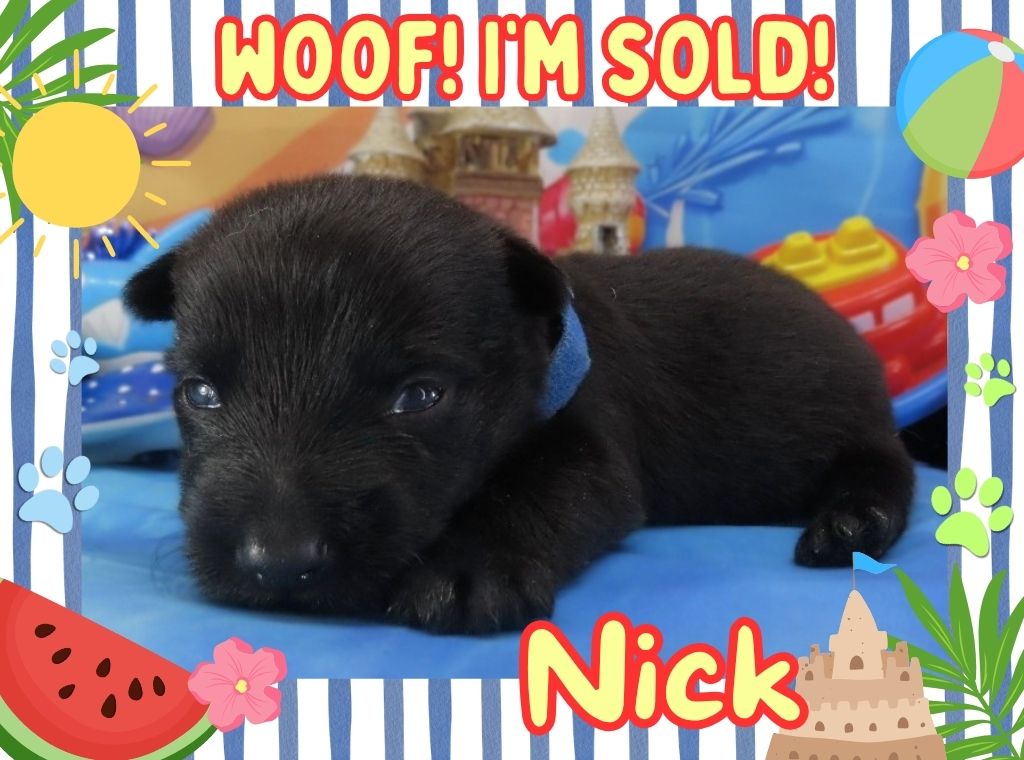 Nick 3wk FT 3