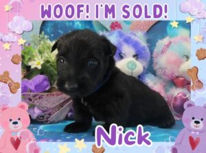 Nick 4wk FT 3