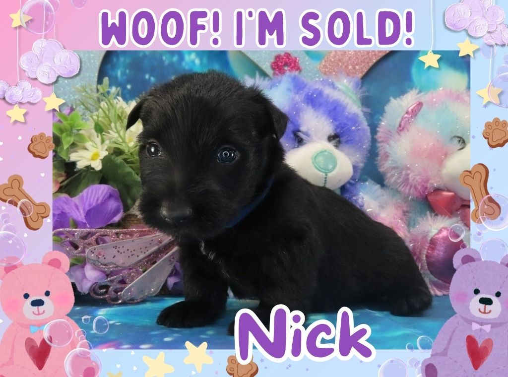 Nick 4wk FT 3