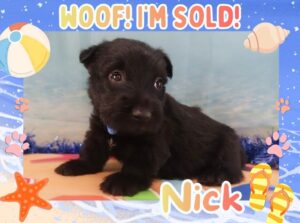 Home 2 Nick 5wk FT 3