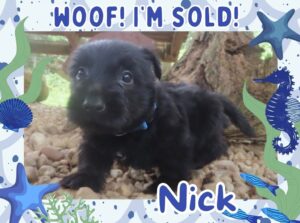 Nick 6wk FT 3