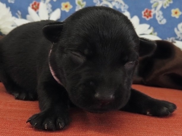 Nikki 1wk 1