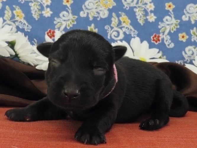 Nikki 1wk 2