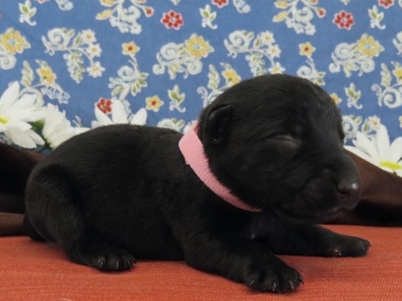 Nikki 1wk 3