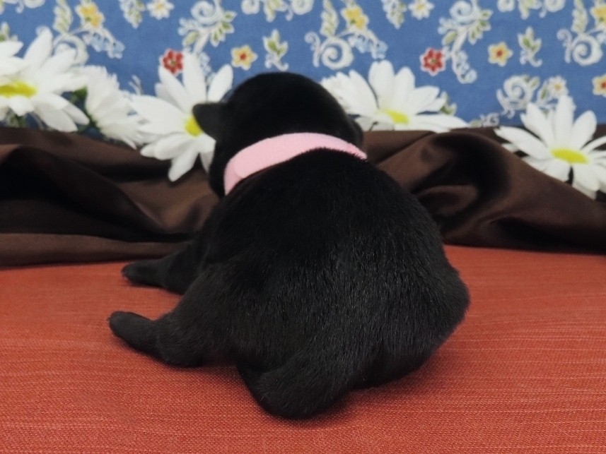 Nikki 1wk 4