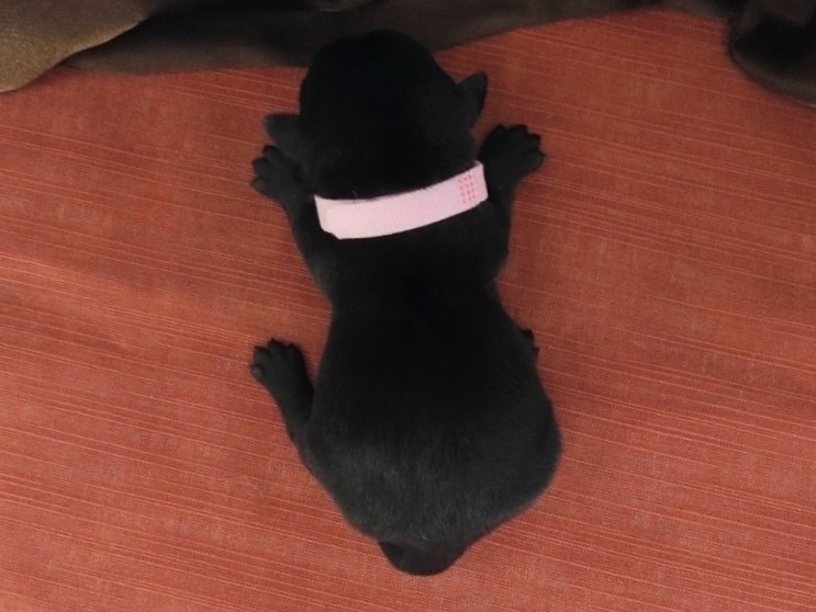 Nikki 1wk 5