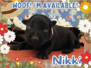 Home 5 Nikki 1wk FT