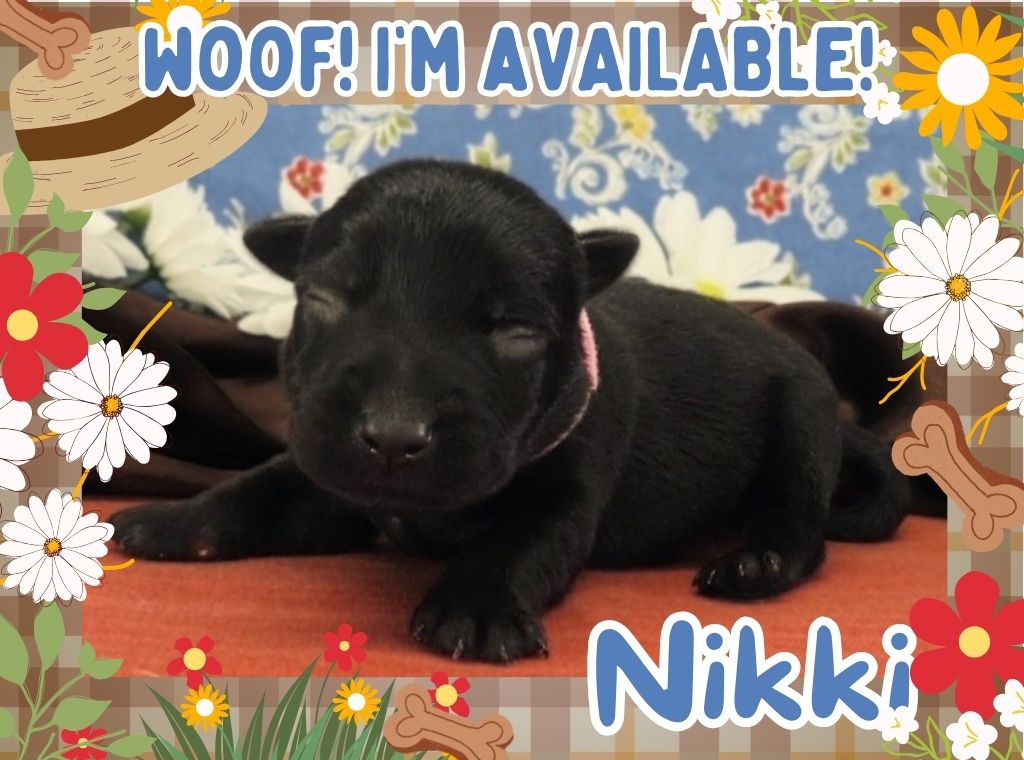 Nikki 1wk FT