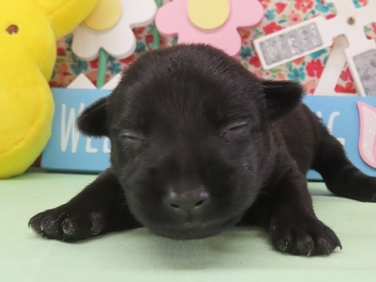 Nikki 2wk 1