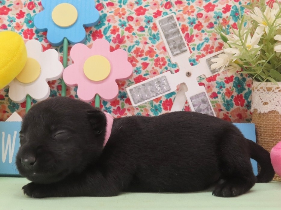 Nikki 2wk 3
