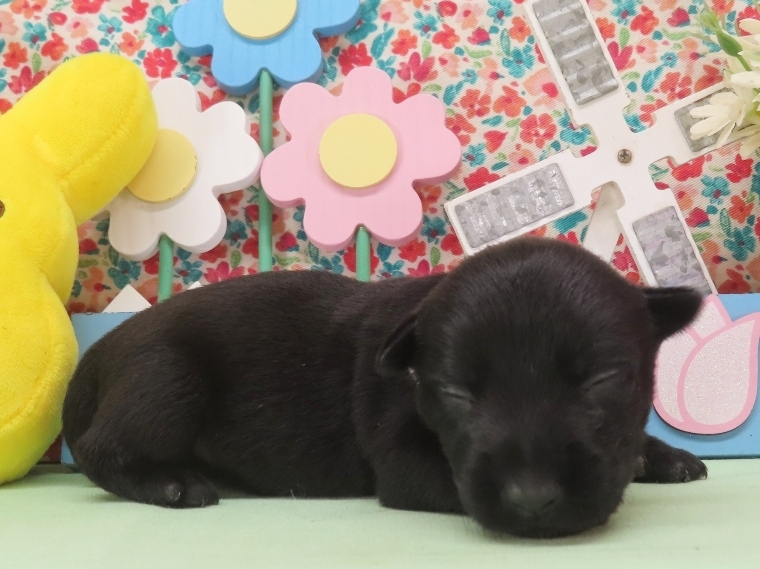 Nikki 2wk 4