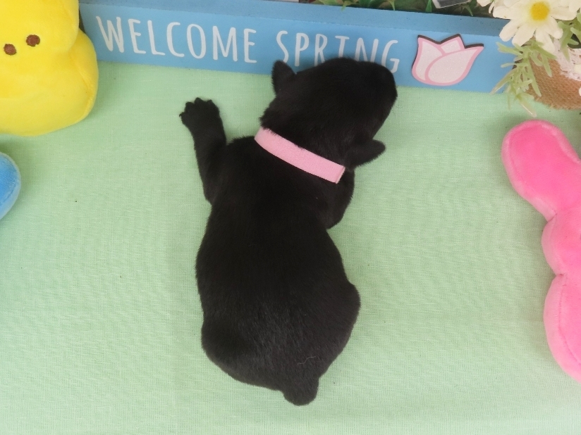 Nikki 2wk 6