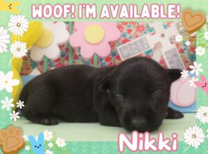 Nikki 2wk FT