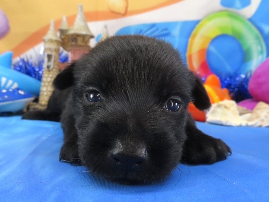 Nikki 3wk 1