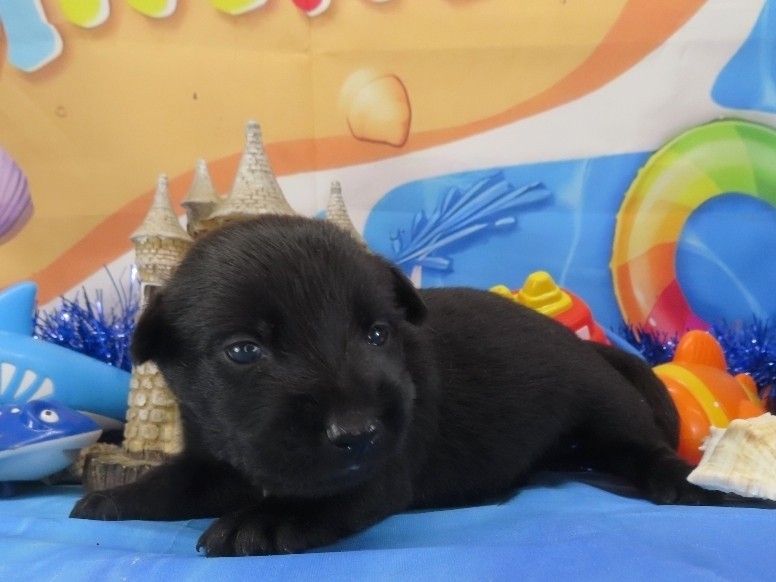 Nikki 3wk 2