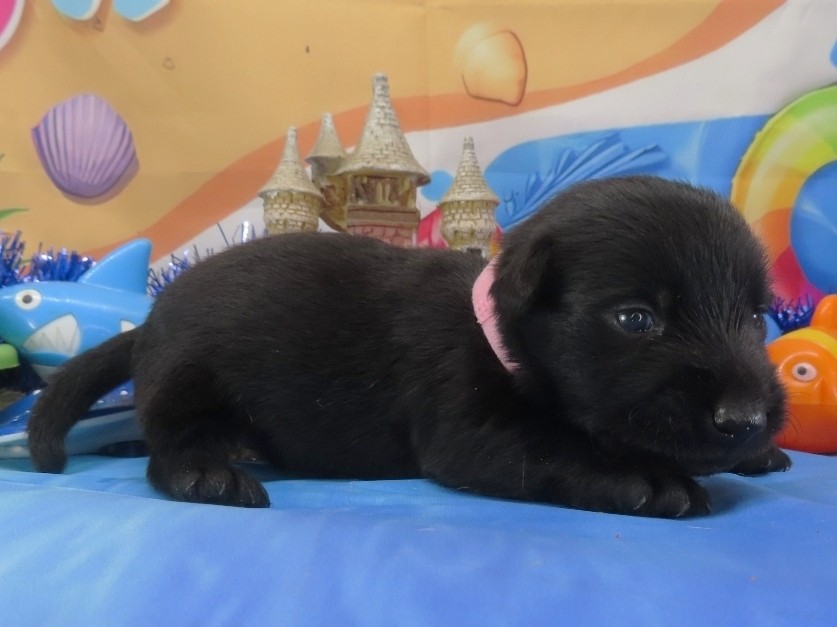Nikki 3wk 3
