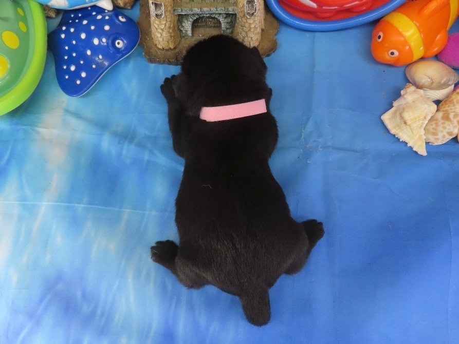 Nikki 3wk 5
