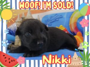 Home 4 Nikki 3wk FT 3