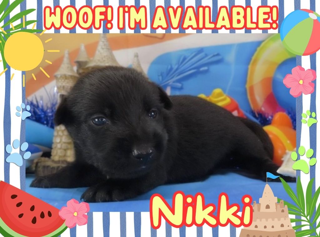 Nikki 3wk FT