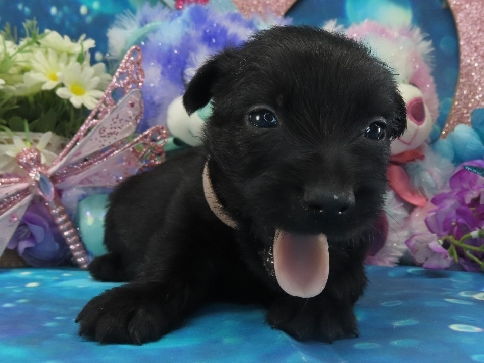 Nikki 4wk 1