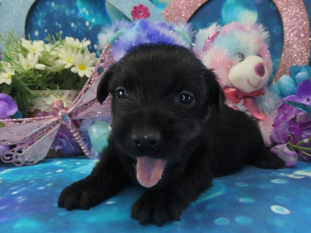 Nikki 4wk 2