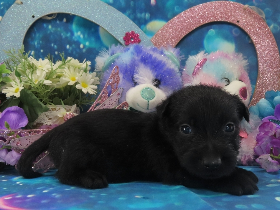 Nikki 4wk 3
