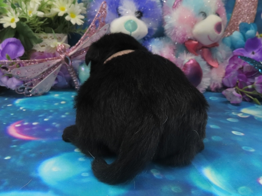 Nikki 4wk 4