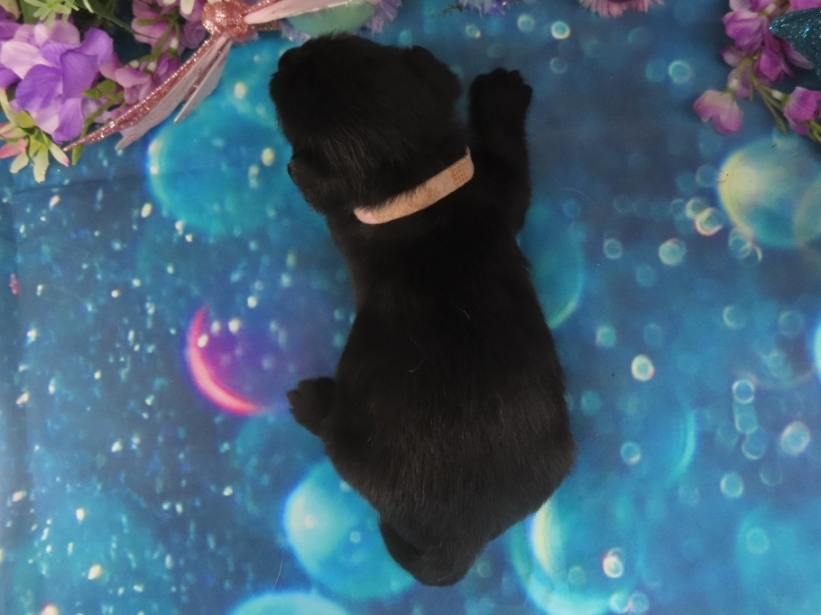 Nikki 4wk 5