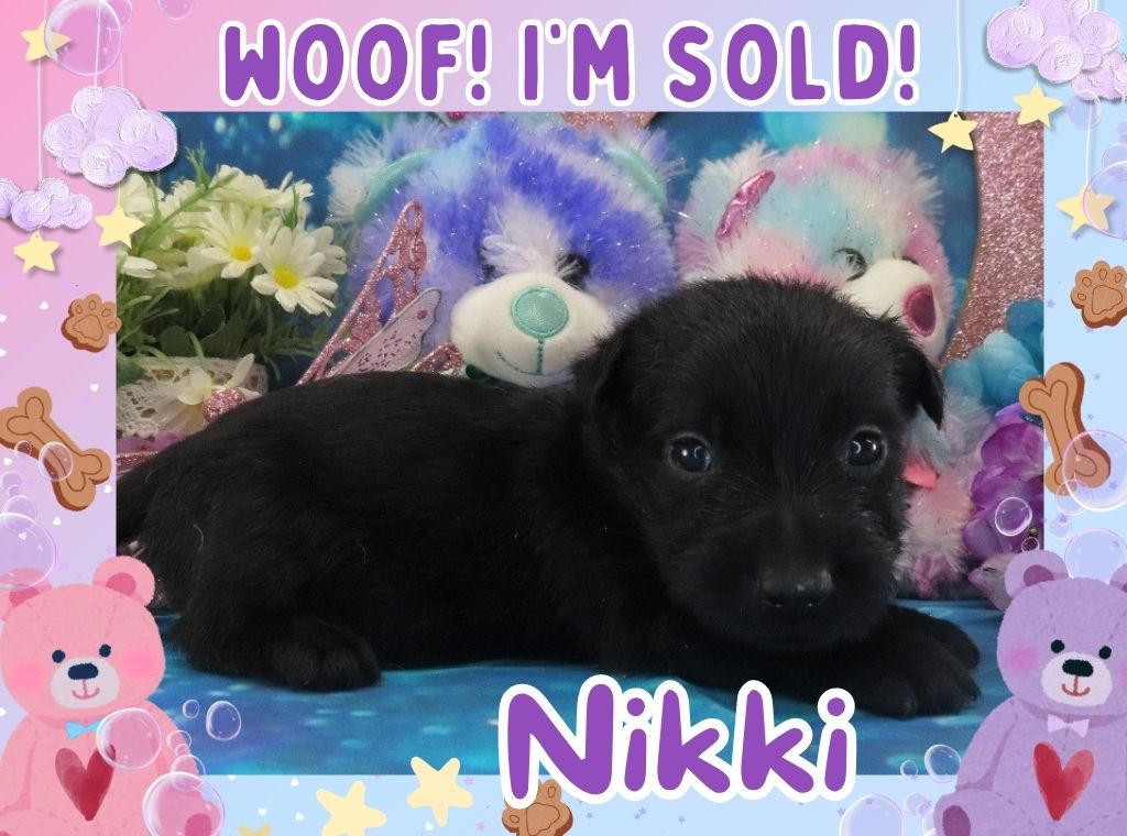 Nikki 4wk FT 3