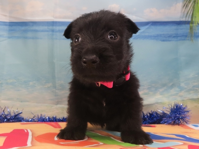 Nikki 5wk 1