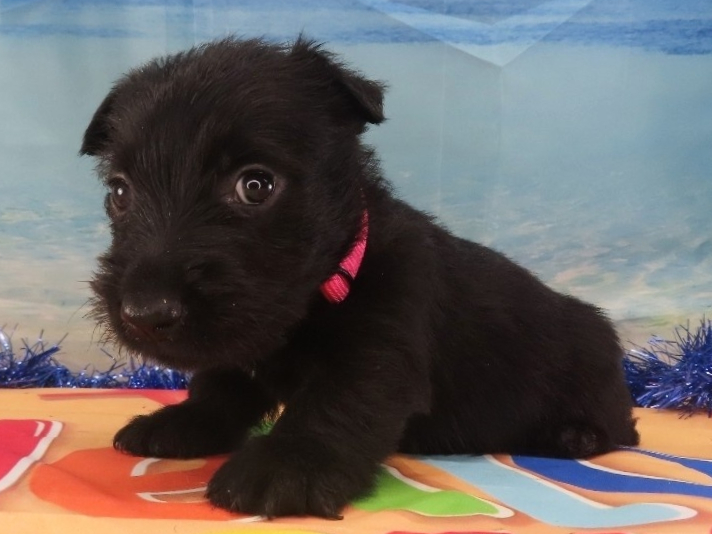 Nikki 5wk 2