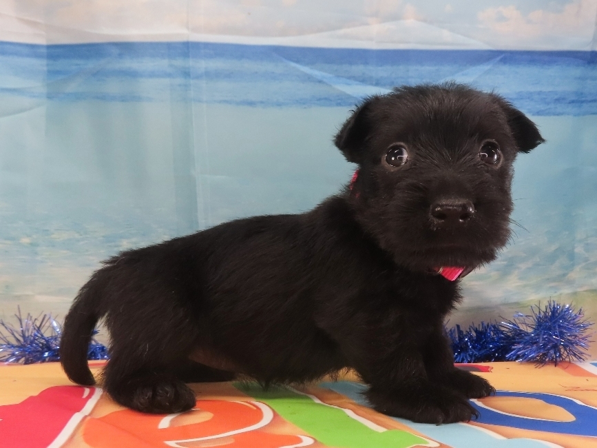 Nikki 5wk 3